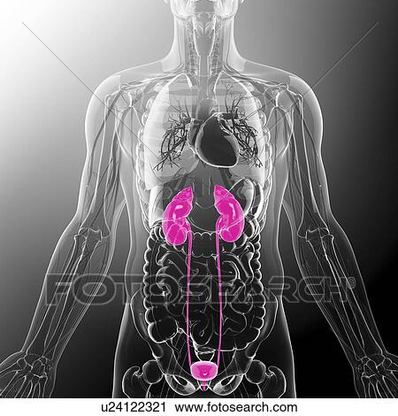 Urinary system, artwork View Large Illustration Clip Art - Urinary system, artwork. Fotosearch