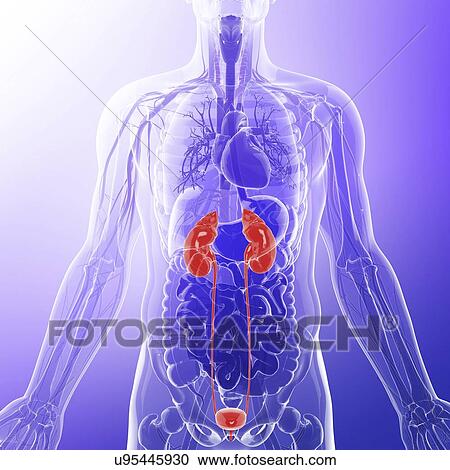 Urinary system, artwork View Large Illustration Clipart - Urinary system, artwork. Fotosearch