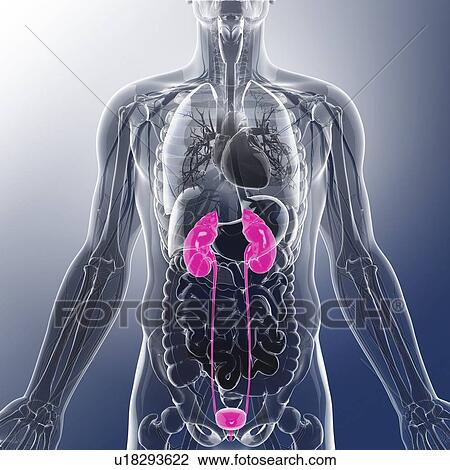 Urinary system, artwork View Large Illustration Drawing - Urinary system, artwork. Fotosearch
