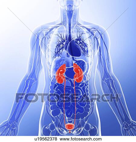 Urinary system, artwork View Large Illustration Stock Illustration - Urinary system, artwork. Fotosearch