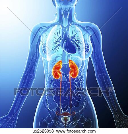 Stock Illustration - Urinary system, artwork. Fotosearch