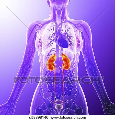 Stock Illustration - Urinary system, artwork. Fotosearch