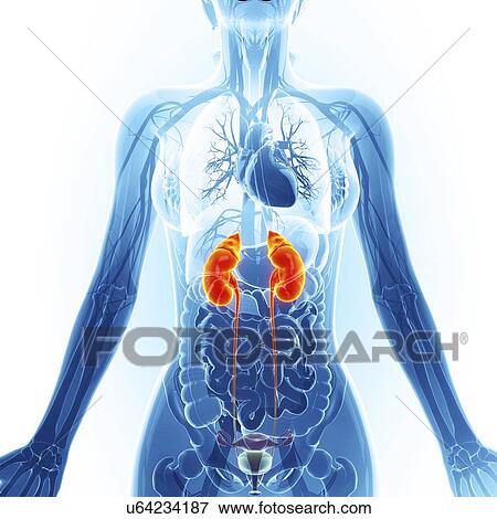 Stock Illustration - Urinary system, artwork. Fotosearch