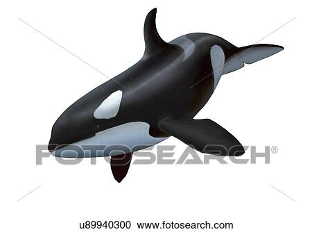ｱｰﾄﾜｰｸ の A 女性 シャチ あるいは Orca クリップアート 切り張り イラスト 絵画 集 U Fotosearch