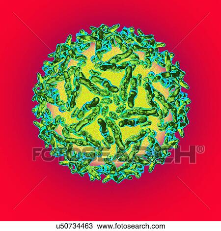 Adeno associated virus, artwork View Large Illustration Drawing - Adeno associated virus, artwork. Fotosearch