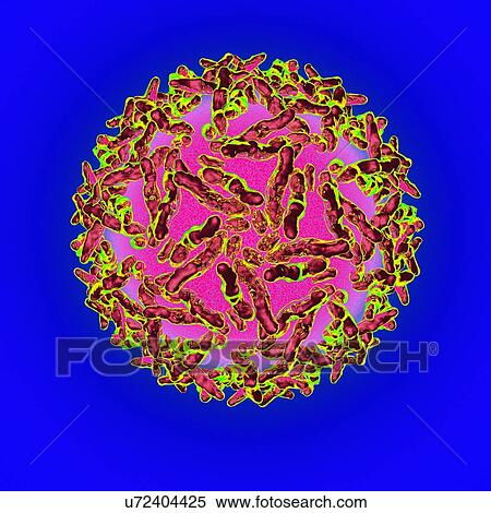 Adeno associated virus, artwork View Large Illustration Stock Illustration - Adeno associated virus, artwork. Fotosearch