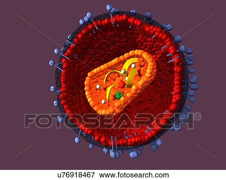 AIDS virus, artwork View Large Illustration Stock Illustration - AIDS virus, artwork. Fotosearch