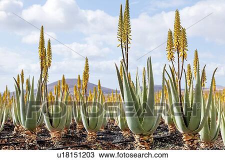 Drawing - Aloe vera plantation. Fotosearch