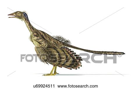 Archaeopteryx dinosaur, artwork View Large Illustration Clip Art - Archaeopteryx dinosaur, artwork. Fotosearch