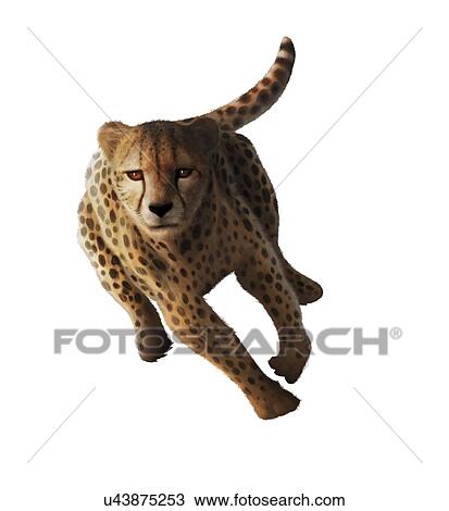 Artwork of a cheetah (Acinonyx jubatus) View Large Illustration Drawing - Artwork of a cheetah (Acinonyx jubatus). Fotosearch