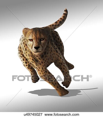 Artwork of a cheetah (Acinonyx jubatus) View Large Illustration Stock Illustration - Artwork of a cheetah (Acinonyx jubatus). Fotosearch