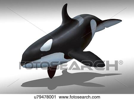 Artwork of a female killer whale or orca View Large Illustration Clip Art - Artwork of a female killer whale or orca. Fotosearch