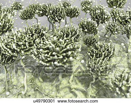 Aspergillus mold, artwork View Large Illustration Clip Art - Aspergillus mold, artwork. Fotosearch