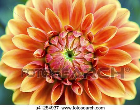 Stock Illustration - Aster. Fotosearch