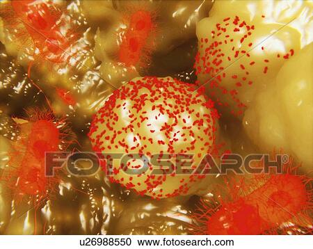 Clipart - Bacilli, artwork. Fotosearch