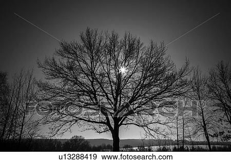 Bare tree View Large Illustration Stock Illustration - Bare tree. Fotosearch