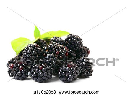 Blackberries View Large Illustration Drawing - Blackberries. Fotosearch