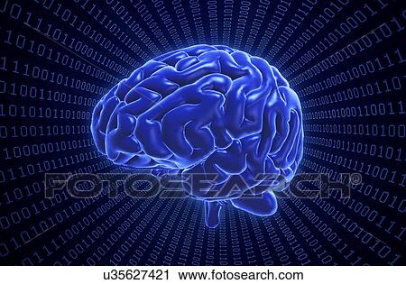 Brain and binary code, artwork View Large Illustration Clip Art - Brain and binary code, artwork. Fotosearch