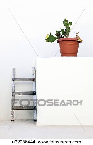 Stock Illustration - Cactus and white wall. Fotosearch