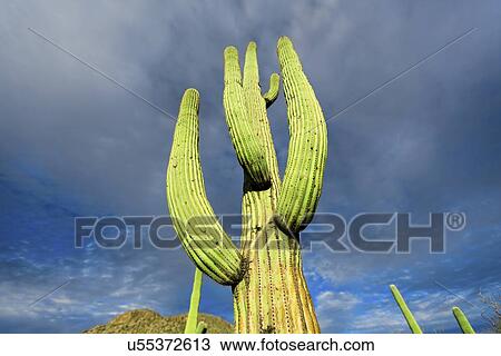 Cactus View Large Illustration Drawing - Cactus. Fotosearch