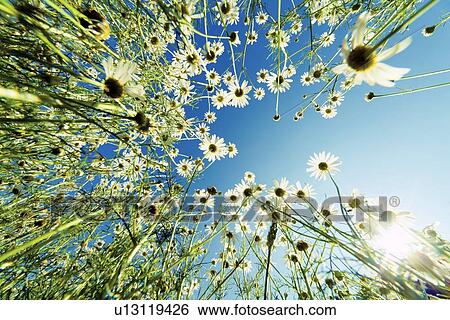 Stock Illustration - Camomile flowers. Fotosearch