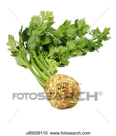 Clipart - celery isolated on white. Fotosearch