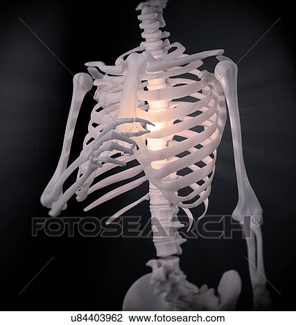 Drawing - Chest and spine pain, artwork. Fotosearch