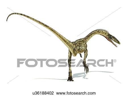 Coelophysis dinosaur, artwork View Large Illustration Drawing - Coelophysis dinosaur, artwork. Fotosearch