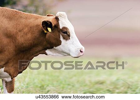 Cow in field View Large Illustration Stock Illustration - Cow in field. Fotosearch