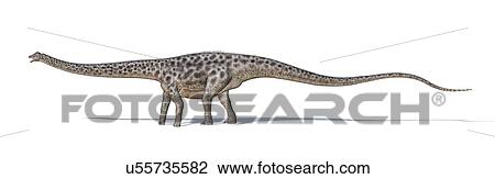 Drawing - Diplodocus dinosaur, artwork. Fotosearch