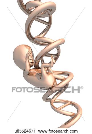 Clip Art - DNA and embryo, artwork. Fotosearch