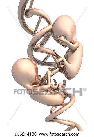DNA and embryos, artwork View Large Illustration Stock Illustration - DNA and embryos, artwork. Fotosearch