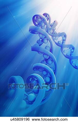 DNA strand model, artwork View Large Illustration Stock Illustration - DNA strand model, artwork. Fotosearch
