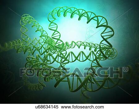 DNA strand model, artwork View Large Illustration Stock Illustration - DNA strand model, artwork. Fotosearch