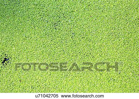 Stock Illustration - Duckweed. Fotosearch