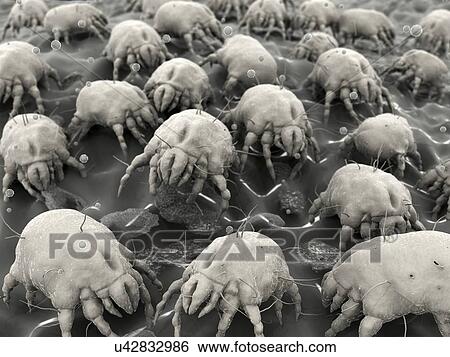 Stock Illustration - Dust mites, artwork. Fotosearch