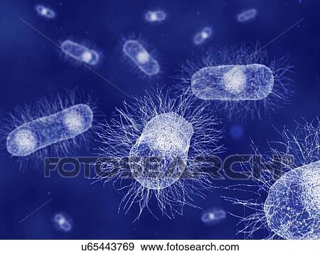 Stock Illustration - E. coli, artwork. Fotosearch