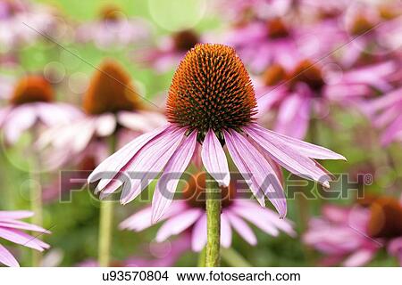 Echinacea View Large Illustration Stock Illustration - Echinacea. Fotosearch