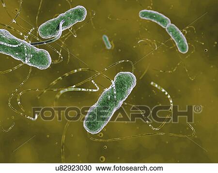 Clipart - Ehec bacteria, artwork. Fotosearch