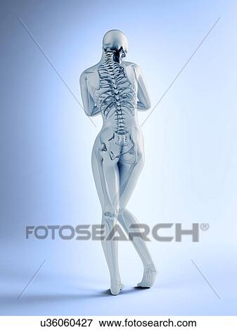 Female skeletal anatomy, artwork View Large Illustration Stock Illustration - Female skeletal anatomy, artwork. Fotosearch