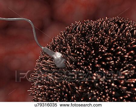 Stock Illustration - Fertilisation of human egg, artwork. Fotosearch