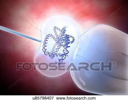 Genetic research, conceptual artwork View Large Illustration Stock Illustration - Genetic research, conceptual artwork. Fotosearch