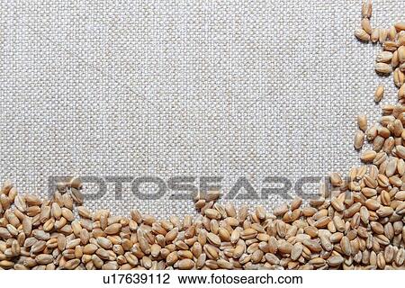 Drawing - Grains of wheat. Fotosearch