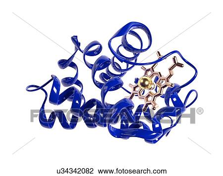 Drawing - Haemoglobin molecule. Fotosearch