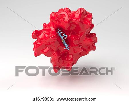 Haemoglobin molecule View Large Illustration Stock Illustration - Haemoglobin molecule. Fotosearch