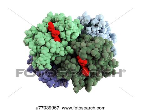 Haemoglobin molecule View Large Illustration Stock Illustration - Haemoglobin molecule. Fotosearch