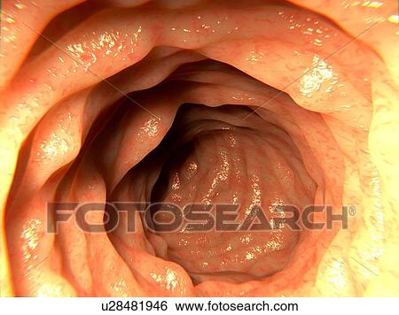 Healthy intestine, artwork View Large Illustration Stock Illustration - Healthy intestine, artwork. Fotosearch