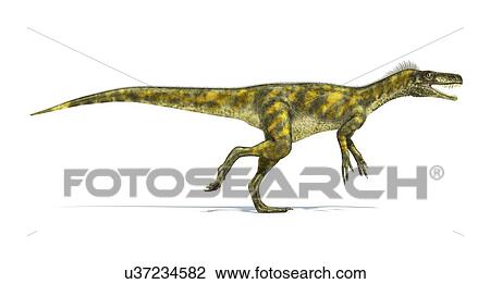 Herrerasaurus dinosaur, artwork View Large Illustration Drawing - Herrerasaurus dinosaur, artwork. Fotosearch