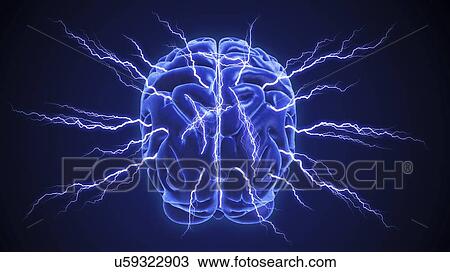 Drawing - Human brain, artwork. Fotosearch