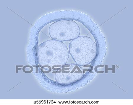 Human embryo, artwork View Large Illustration Stock Illustration - Human embryo, artwork. Fotosearch